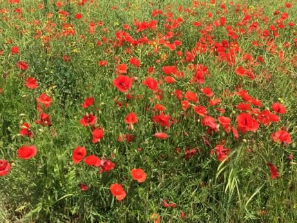 coquelicots